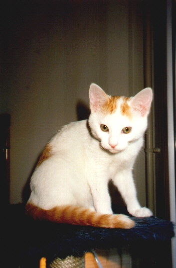 Pamplemousse