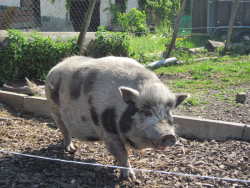 Cochon laineux  la ferme du bonheur
