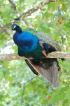 Mon papa a pris cet oiseau trange en photo