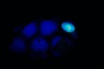 Voici la tortue qui projette une lune et des toiles au plafond